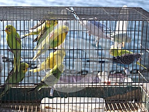 Parakeets in cages for sale at a animal market outside