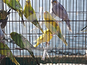 Parakeets in cages for sale at a animal market outside