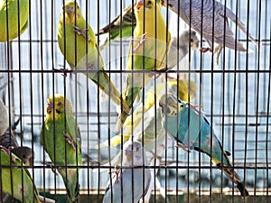 Parakeets in cages for sale at a animal market outside