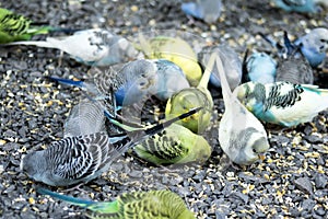 Parakeets eating off ground