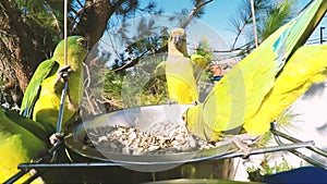 Parakeets eating sunflower seeds