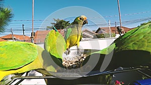 Parakeets eating sunflower seeds on a bowl