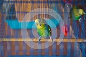 Parrocchetti . verde ondulato pappagallo si siede gabbia . rosa viso pappagallo gabbia . birdwatching . parrocchetto sul gabbia 
