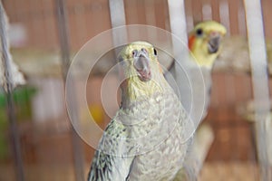 Parakeets . Green wavy parrot sits in a cage . Rosy Faced Lovebird parrot in a cage . birds inseparable . Budgerigar on