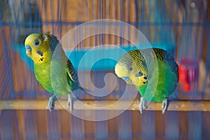 Parakeets . Green wavy parrot sits in a cage . Rosy Faced Lovebird parrot in a cage . birds inseparable . Budgerigar on