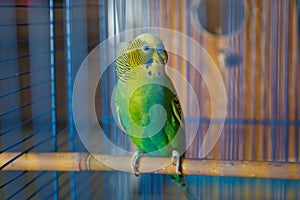 Parakeets . Green wavy parrot sits in a cage . Rosy Faced Lovebird parrot in a cage . birds inseparable . Budgerigar on