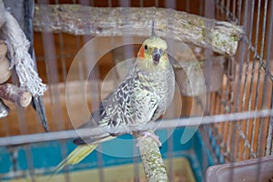 Parakeets . Green wavy parrot sits in a cage . Rosy Faced Lovebird parrot in a cage . birds inseparable . Budgerigar on the cage.