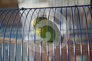 Parakeets . Green wavy parrot sits in a cage . Rosy Faced Lovebird parrot in a cage . birds inseparable . Budgerigar on the cage.