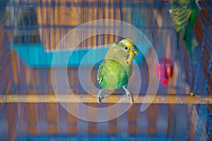 Parakeets . Green wavy parrot sits in a cage . Rosy Faced Lovebird parrot in a cage . birds inseparable . Budgerigar on the cage.