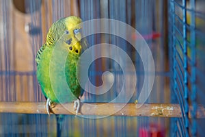 Parakeets . Green wavy parrot sits in a cage . Rosy Faced Lovebird parrot in a cage . birds inseparable . Budgerigar on the cage.