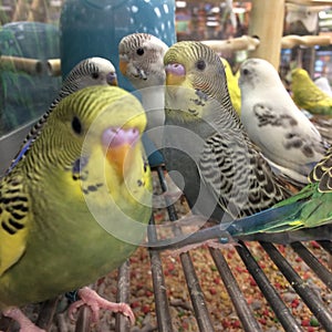 Parakeets in a group