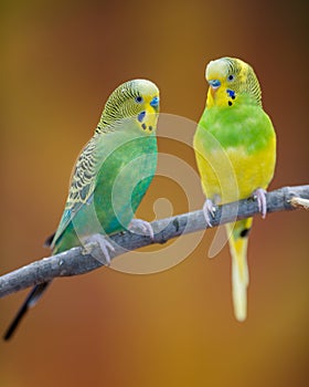 Parakeets