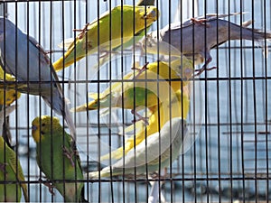 Parakeets in cages for sale at a animal market outside