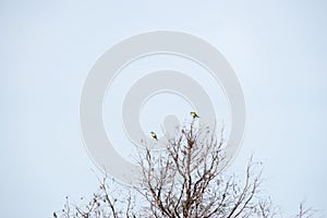 parakeets perched high in the branches of a tree