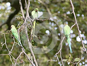 Parakeets perched in a tree together
