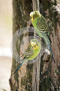 The parakeets are resting on a branch