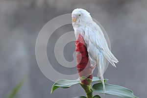 A parakeets resting on a frangipani tree trunk.