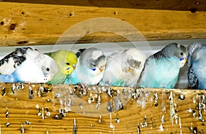 Parakeets resting together