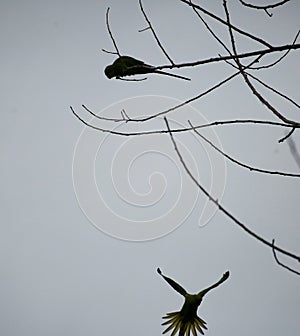 Parakeets in silhouette