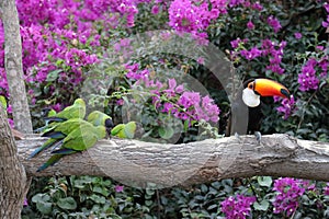 Parakeets and a toucan at a feeding site