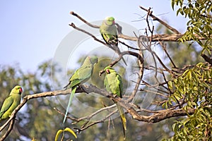 Parakeets