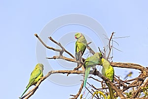 Parakeets