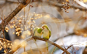 Parakeets on a tree branch