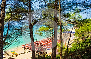 Paralia Makris Gialos beach seen amid pine trees Kefalonia island Greece