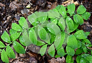 Parallel green leaves of a group of smooth Solomon`s seal plants.