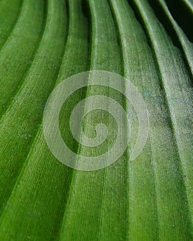 Parallel leaf venation of a banana leaf