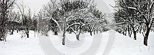 Parallel rows in snowy orchard