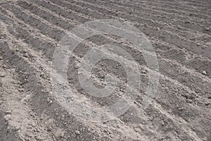 Parallel rows of soft soil for future planting of vegetables