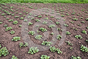 Parallel rows of young Potato plants growth in garden