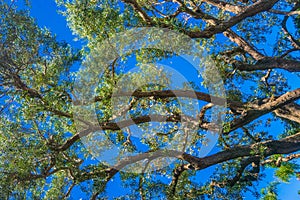 Parallel Tree Branches and Leaves