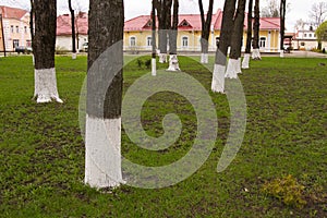 parallel tree trunks on a background of green grass