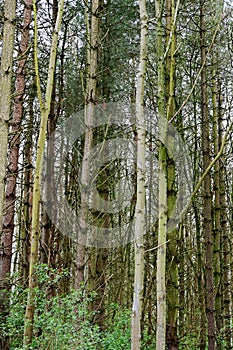 Parallel Tree Trunks, Woods, Surlingham, Norfolk Broads, England, UK