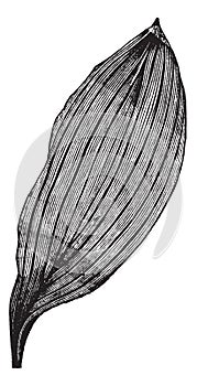 Parallel-veined Leaf, vintage engraving