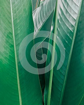 Parallel venation of the green leaves on garden at home color image