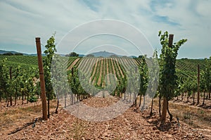 Parallel vines going up the hill in a vineyard near Estremoz