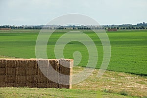 parallelepipeds made with hay and straw in the middle of the plain without mountains