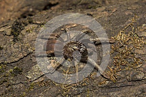 Parambikulam Large Burrowing Spider, Thrigmopoeus Kayi, Theraphosidae, Parambikulam tiger reserve, Kerala, India