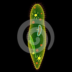 Paramecium