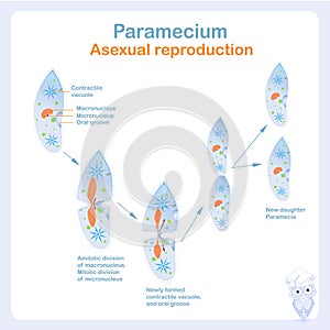Paramecium asexual reproduction scheme. Protozoa transverse. Paramecium division