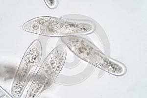 Paramecium caudatum is a genus of unicellular ciliated protozoan