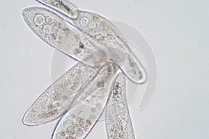 Paramecium caudatum is a genus of unicellular ciliated protozoan