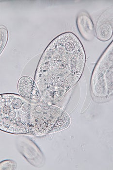 Paramecium caudatum is a genus of unicellular ciliated protozoan and Bacterium.