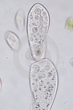Paramecium caudatum is a genus of unicellular ciliated protozoan and Bacterium.