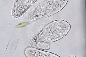 Paramecium caudatum is a genus of unicellular ciliated protozoan and Bacterium.