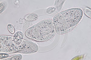 Paramecium caudatum is a genus of unicellular ciliated protozoan and Bacterium.