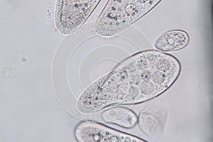 Paramecium caudatum is a genus of unicellular ciliated protozoan and Bacterium.